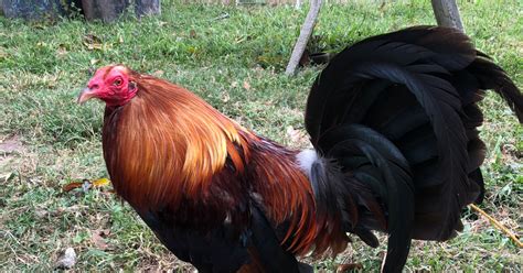 TOP 20 Bloodlines na Malakas at Maganda e Breeding na Manok .